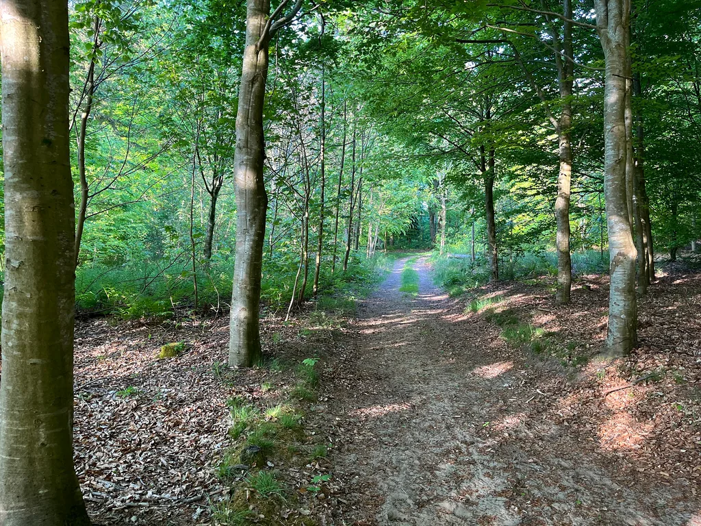 Skovvej gennem lys bøgeskov en sommeraften