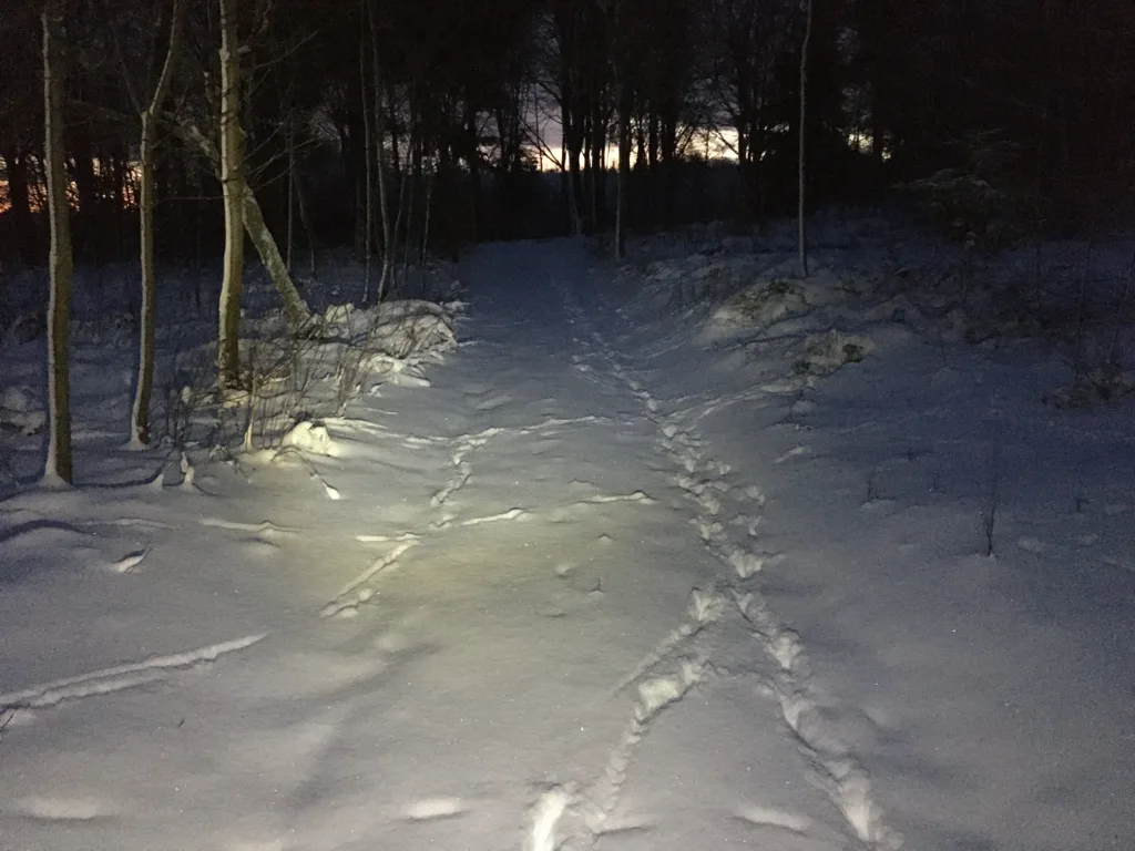 Snedækket skovsti med dyrespor i skumringen