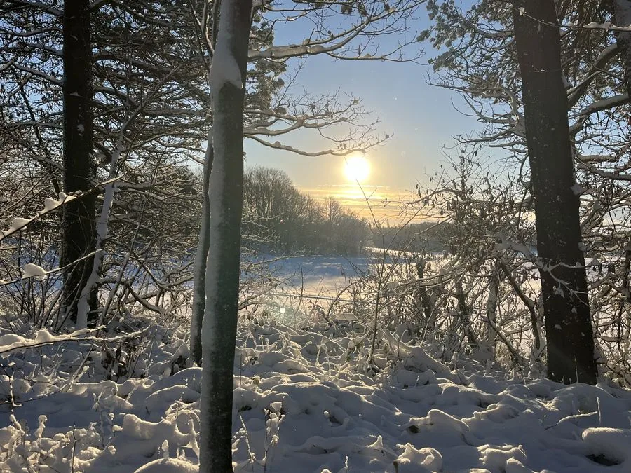 Lav vintersol gennem sneklædte træer i skovkanten